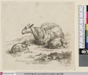 [Liegendes Schaf nach links mit zwei Lämmern; The Set of the Sheep, 2; Une brébis couchée [...] accompagnée de deux agneaux [...]]