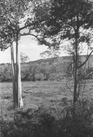 Blick ins Pindiro-Tal bei Tunduru : Blick in eine Savannenlandschaft