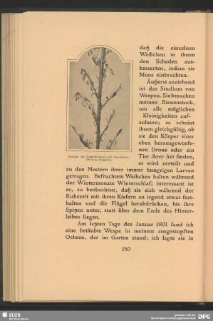 Raupen der Zinnobermotte am Kreuzkraut, Senecia vulgaris