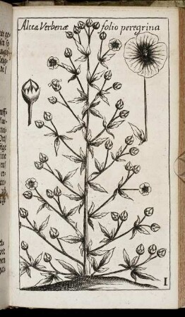 [Tab.] I. Alcea Verbenæ folio peregrina