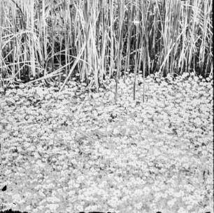 Gewöhnlicher Wasserhahnenfuß : Gewöhnlicher Wasserhahnenfuß (Ranunculus aquatilis Linnaeus).