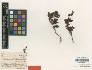 Polygonum vacciniifolium Wall. var. Meisn. medium[type]