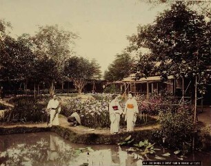 N 5. The Garden of sweat flag in Horikiri at Tokyo.