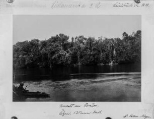 Urwald : Der Urwald am Ufer des Rio Ronuro