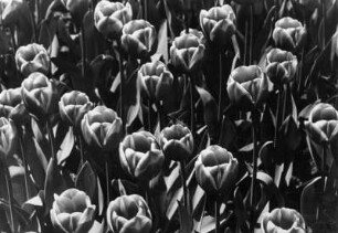 Hamburg. Planten und Blomen. Tulpenblüte