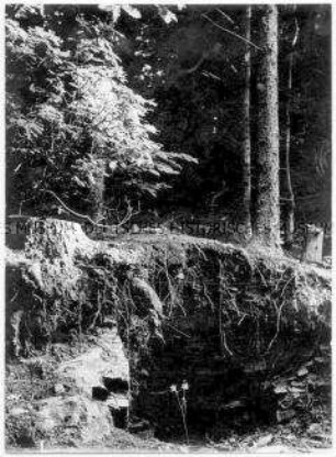 Waldstück