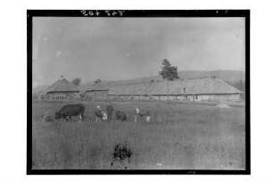 Landleben : Rumänien? Blick auf einen Bauernhof. Im Vordergrund weidende Kühe und Soldaten, 1918