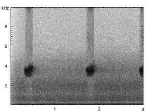 Buchfink | Fringilla coelebs - Ruf