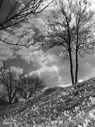 Wolkenbilder. Blühende Wiese mit solitärem Baum gegen Wolken