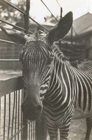 Hamburg. Zoologischer Garten. Bergzebra (Equus zebra L.), Kopfstudie