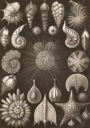Kammerlinge (Talamophora) aus Ernst Haeckel, Kunstformen der Natur, Tafel 2