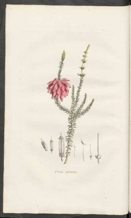 Erica abietina