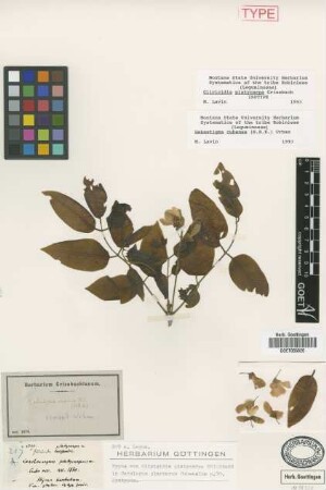 Gliricidia platycarpa Griseb. [isotype]