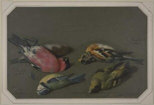 Fünf tote Vögel