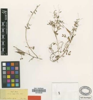 Vicia cuspidata Boiss. [type]