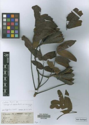 Cedrela sp.