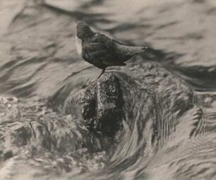 Wasseramsel (Cinclus cinclus L. ) auf auf einem Stein in Abflugstellung (Ausschnitt)