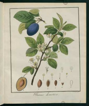 3r, Prunus domestica