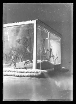 Aquarium