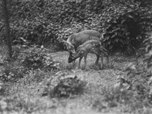 Rehe, Ricke mit Kitz