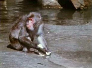 Macaca fuscata (Cercopithecidae) - Food Preparation