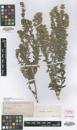 Baccharis erioclada DC.