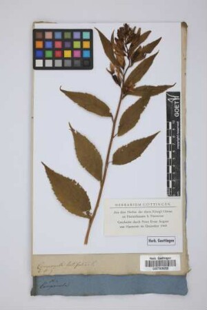 Campanula latifolia L.