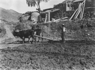 Bewohner der Puna mit Holzpflug : Blick auf einen Bewohner der Puna bei der Landarbeit mit einem Holzpflug, der an zwei Zugtiere gespannt ist.