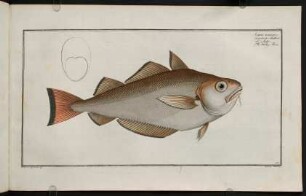 CLXVIr, Gadus Barbatus