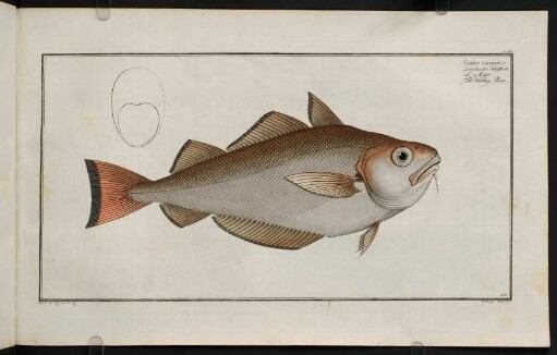 CLXVIr, Gadus Barbatus