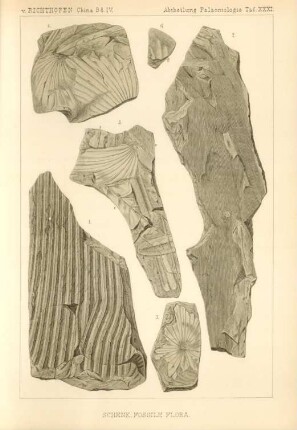 Schenk, Fossile Flora