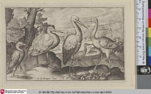 [Ein Storch und vier Vögel; A Stork and four Birds]