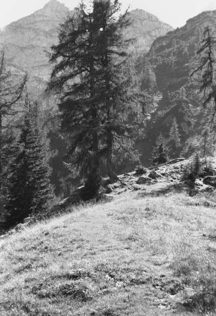 Nadelbaum : Nadelbäume am Abhang eines Berges.