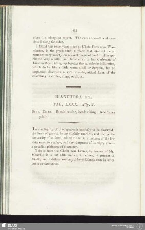 Dianchora lata. Tab. LXXX. - Fig. 2