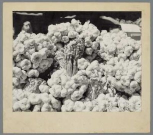 Knoblauch, Fruchtstand (Allium sativum)