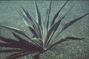 Reisefotos. Agave