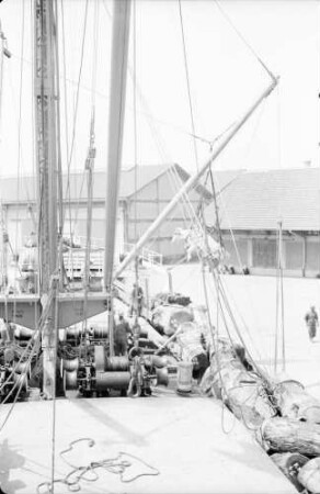 Egeo, in Varna: Kuh wird eingefrachtet, mit Schiff