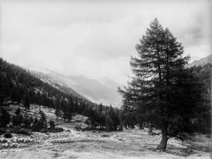 Talblick : Blick über die bewaldeten Hänge in das Tal