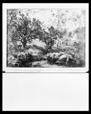 Waldinneres