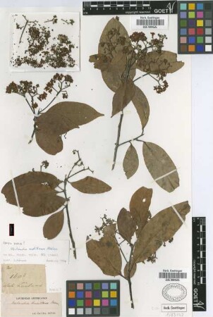 Nectandra antillana Meissn. [type]