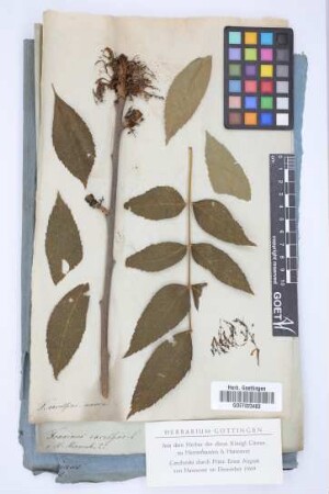 Fraxinus excelsior B pendula