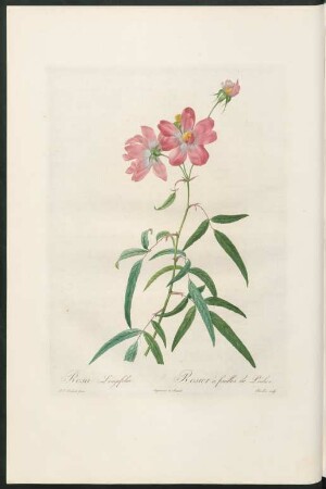 Rosa Longifolia. Rosier à feuilles de Pêcher. Charlin sculp.