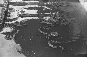 Schlangen : Schlangen im Wasser
