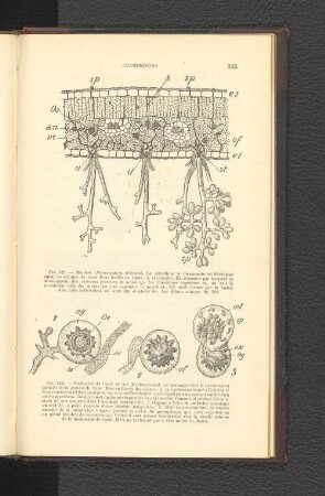 Fig. 521. - Meldew (Peronospora viticola). Le..oosphére Oo.