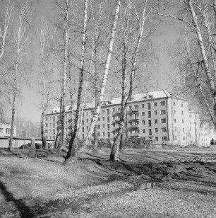 Krasnojarsk. Blick durch ein Birkenwäldchen zu einem Wohnblock