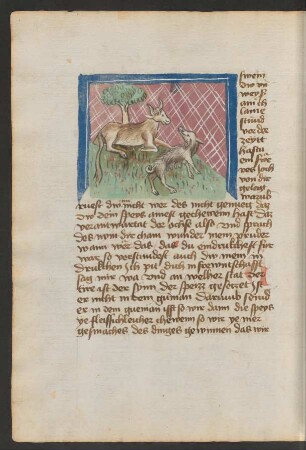 Ochse und Schwein