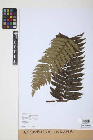 Alsophila incana (H.Karst.) D.S.Conant