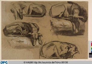 Studie eines schlafenden Jagdhundes