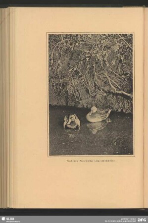 Stockenten, Anas boschas Linn., auf dem Eise