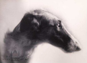 Hund (Windhund?)